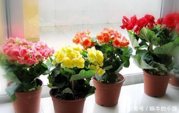  『一大』4种花别花钱买，掐片叶子就能冒一大盆，枝繁叶茂又养眼