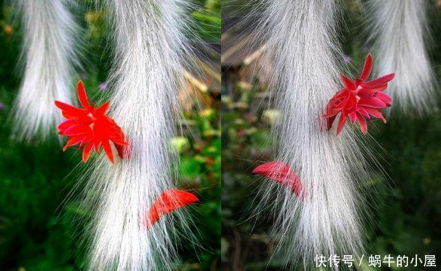  竟然|长得像猴尾巴的仙人掌，养了三年，竟然开出了百朵花！