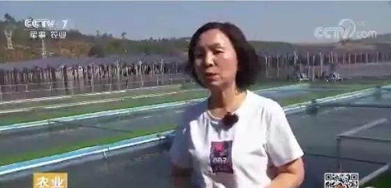  「鱼塘」一天打鱼5万斤！这片光伏鱼塘，养殖量是普通鱼塘的十倍