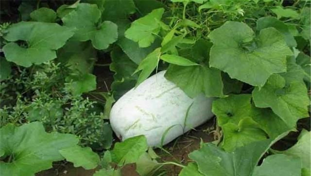  冬瓜：冬瓜有哪些种植方法？适合在什么季节种植？种植期间有哪些需要注意