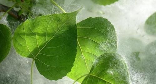  「果实」农村这种树的果实成熟了，可农民恨的“牙痒痒”