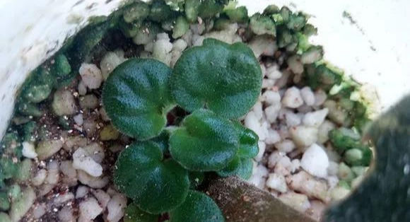  家里■这6种花,碰掉的叶片都能长出一盆,实在太好养,家里必须放一盆