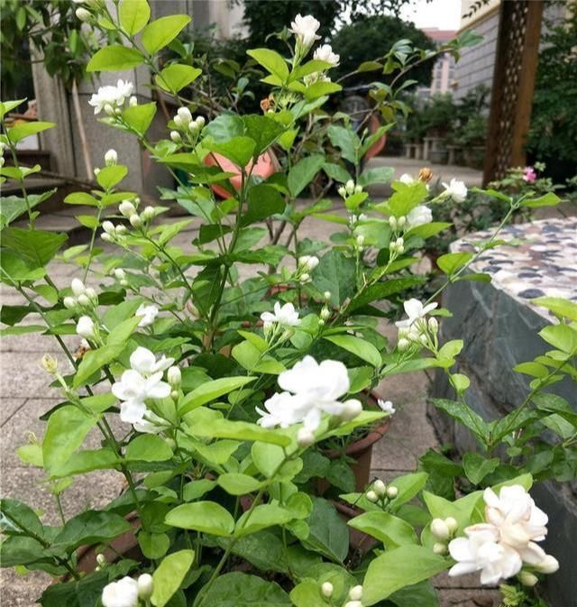  #芳香#茉莉花最爱3种“肥料”,家中就有,浇一点,花大芳香、开爆盆!