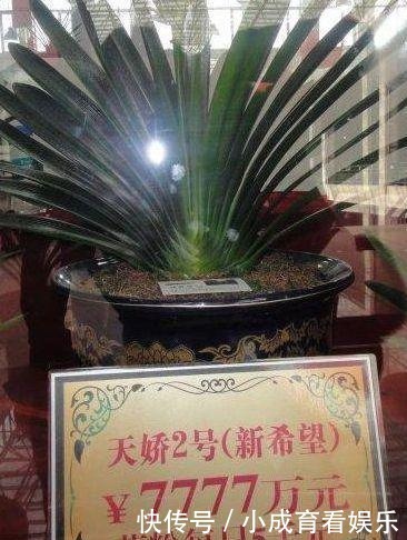 「植物」越“老”越值钱的“3种”植物,花粉都成“天价”,你家有养吗?