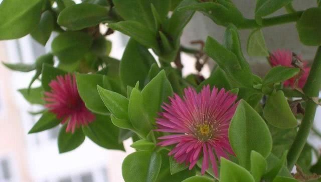  「花苞」这几种花，养了就是赚到，花苞、果实、叶子都是好东西