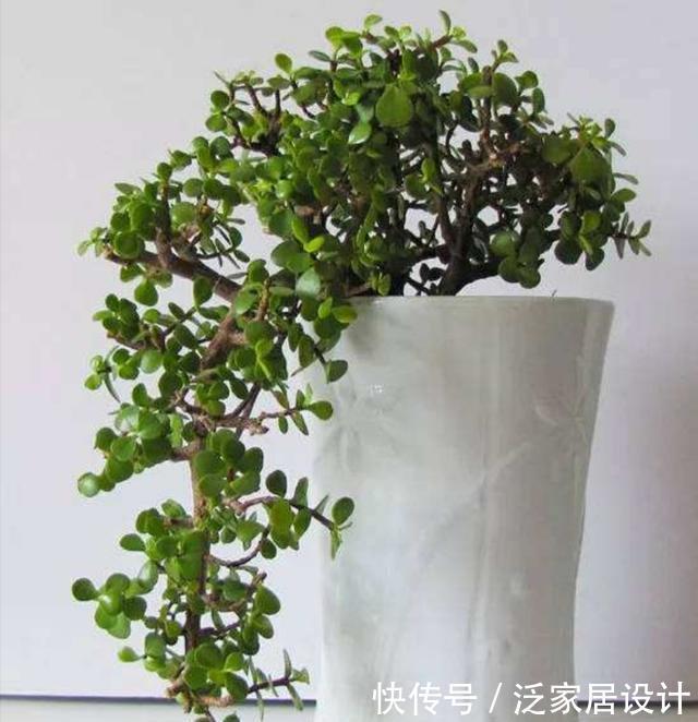 阳光充足|养盆金枝玉叶,做好这几点,也能打造成潇洒飘逸的小盆景