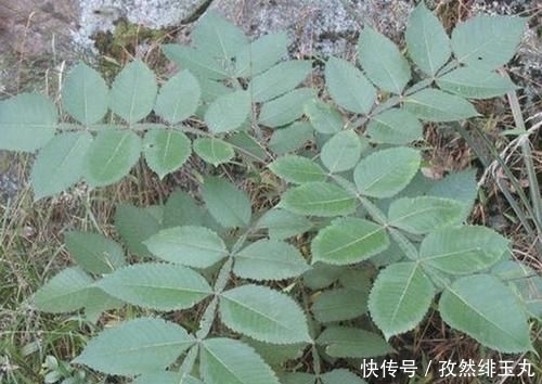  『将盐肤木』山坡下的1种“盐肤木”，高度有2米，枝叶好看、奇特，分布范围广