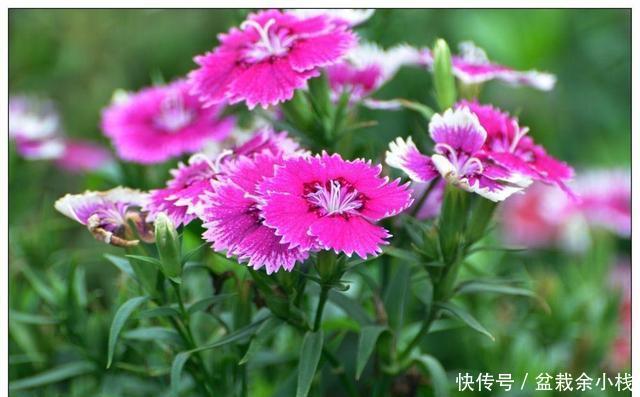 【石竹花】如果有院子,养上一片石竹花,皮实独特,夏天全是新鲜花