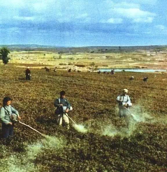 一组记录上世纪七十年代人民公社开展生产运动的珍贵老照片