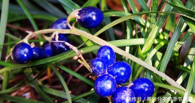 果实漂亮不值钱，“块根”却要100元一斤，农村见到，别当杂草