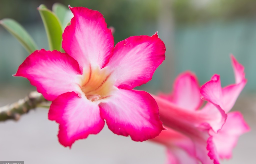 越养越:养花就养此3种,高贵大气上档次,颜色丰富开花爆盆,越养越喜欢