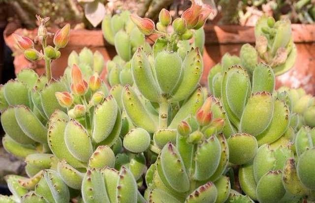  「植株生长」熊童子砍头后这样养护，叶片肥厚，株形好看