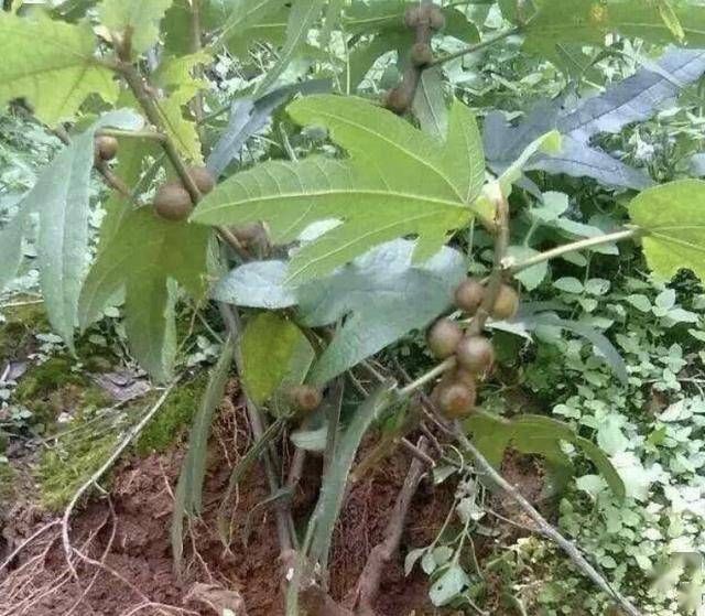  『植物』1种珍贵的“野草”，叶片像“手掌”，人称“五指毛桃”，奇特！