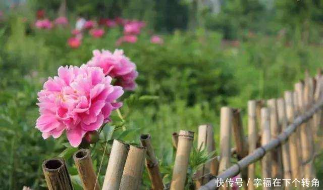  「快乐」篱笆小院住在乡村的快乐，你想体验吗！