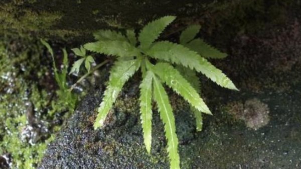  种植物■曾经随处可见的井边草,如今因环境与其自身价值变得异常珍贵!
