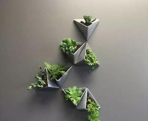  「空间」植物还种在地上？隔壁邻居把植物挂在了墙上，美翻了