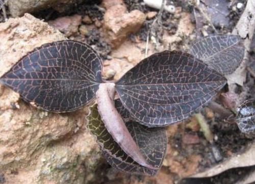  【野草】“1种野草”生长在山里，被称为“金线莲”，株型小，却很珍贵！