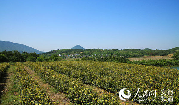  「限公司」安徽含山：产业越转越活 日子越过越火