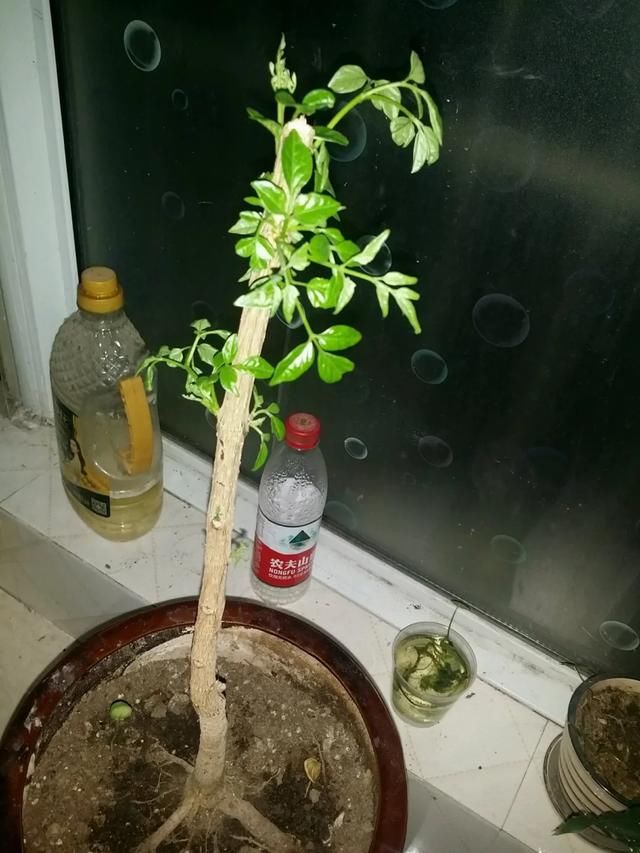  #散射光好#3种树，每月砍1刀，呼呼疯狂冒新芽！