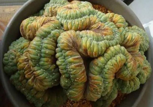  [排水良好]多肉里的6种“奇葩”，不以美出名，长得越怪越吸引眼球