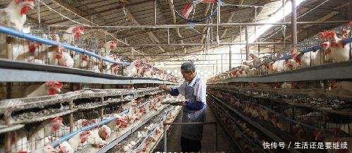 养鸡户真撑不住了，开始甩鸡，甩蛋！产蛋期蛋鸡直接送屠宰场