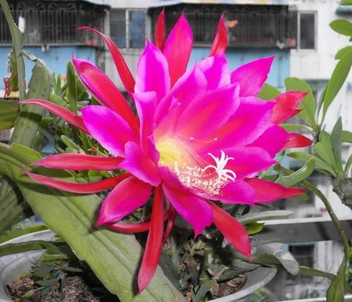  『值得』喜欢养护花卉，就养以下3种花卉，花色艳丽，花朵硕大，值得拥有