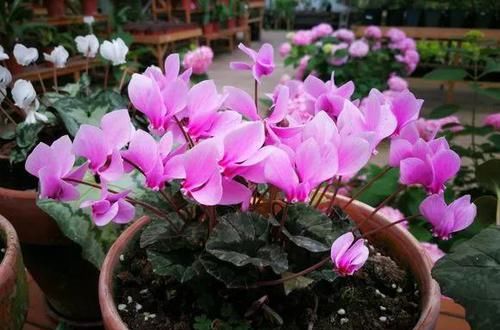  『开完』3种花开完剪一剪，20天又冒花芽，开完一茬又一茬！