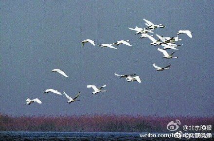  【开放】北京 ：27日起，世园会和野鸭湖部分恢复开放