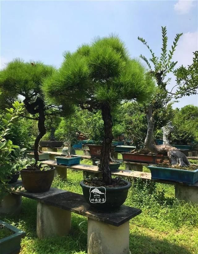 盆景大师都爱玩，山松会否成为下一个热点？