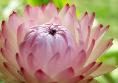  「托菊」新手养花，不如养盆花中精品“鳞托菊”，晶莹剔透，淡雅高贵