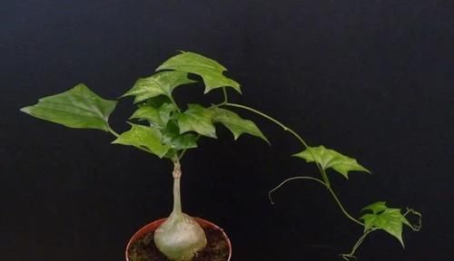  #盆栽#块根像花岗岩的睡布袋观赏植物，养成盆栽后还能爬藤生长
