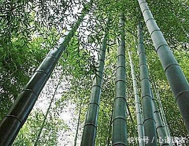 门前不栽竹，屋后不栽树，农村过去的老话，到底有没有道理呢？