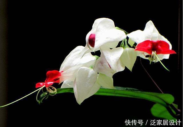  阳台|3种花适合养在阳台，好养易活不操心，一年四季开花不断，美极了
