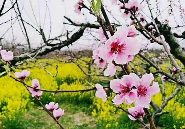 南京最大的桃花岛:一万亩桃花盛开,拥有四十多个品种!【2020热门旅游景点】