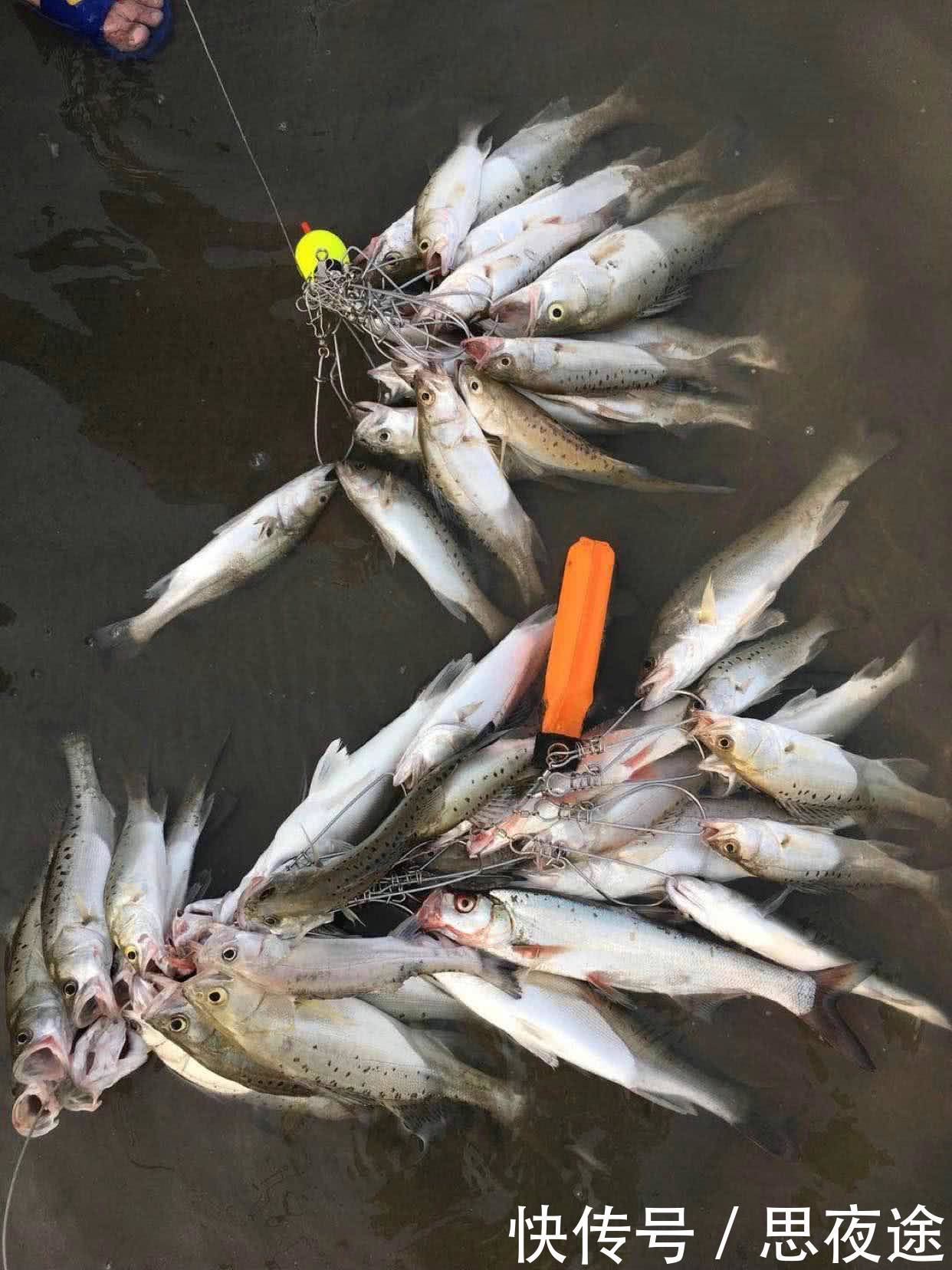 中国长江是否该禁钓鱼?禁渔期,仍有大量钓鱼人江边垂钓，鱼获惊人