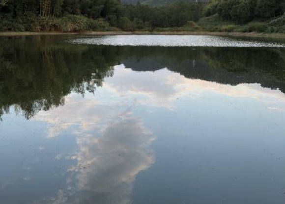  「垂钓」很喜欢在这样的散养塘里垂钓，各种鱼都有，总能遇到惊喜！