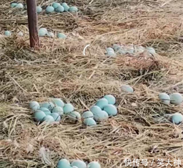 农民养殖它食量又大，下的蛋比鸭蛋大，却值7元一个