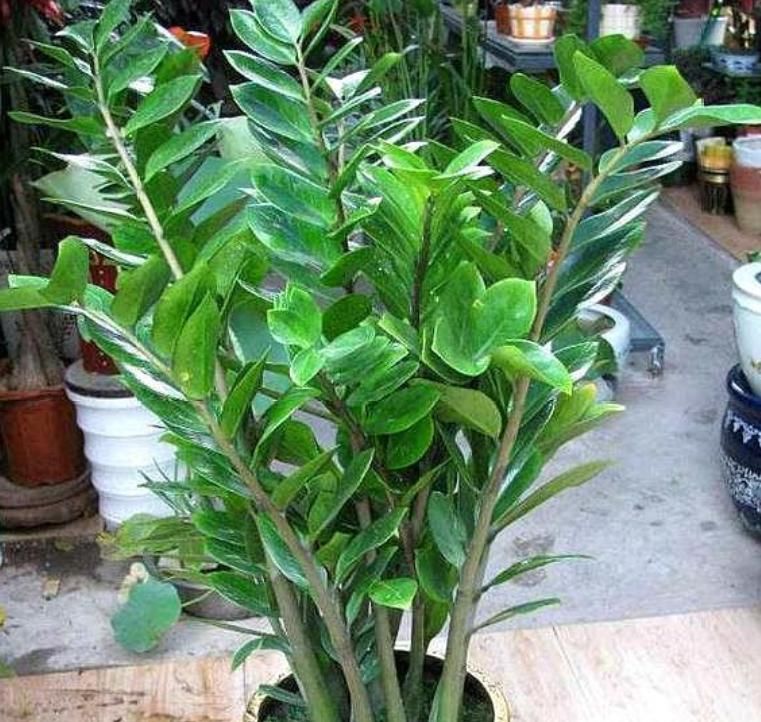  『懒人』“3种花”一定要养，旺人又聚财，养护简单，懒人都能养得好！