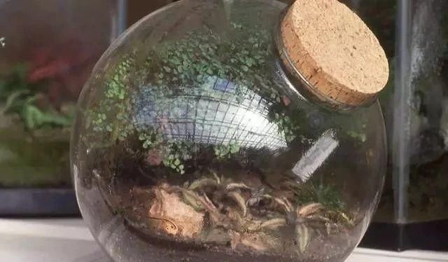  『景观』在密闭的玻璃容器植物景观里，怎么才能让里面的植物自己生长