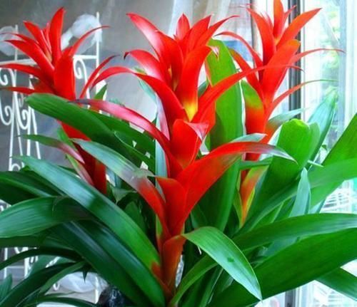  观赏价值■这“5种”植物，名字“吉利”，再贵也要养1盆，“旺家”又旺财
