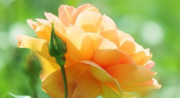  [恋上]恋上养花就养这几种，花大色艳开花爆盆，好养易活不操心，越养越喜欢