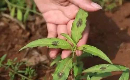 农村这种野菜，人称“黑点菜”，农民以为有毒，殊不知价值珍贵