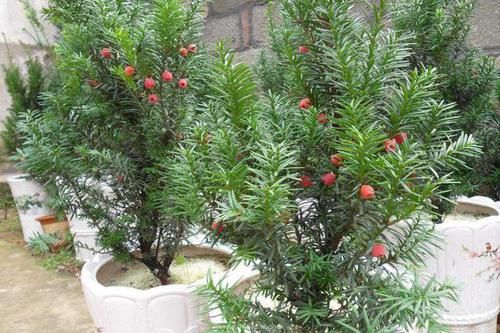 『浅根系』一夜蹿红的“网红植物”红豆杉，买了就扔？做好一步，能活几百年