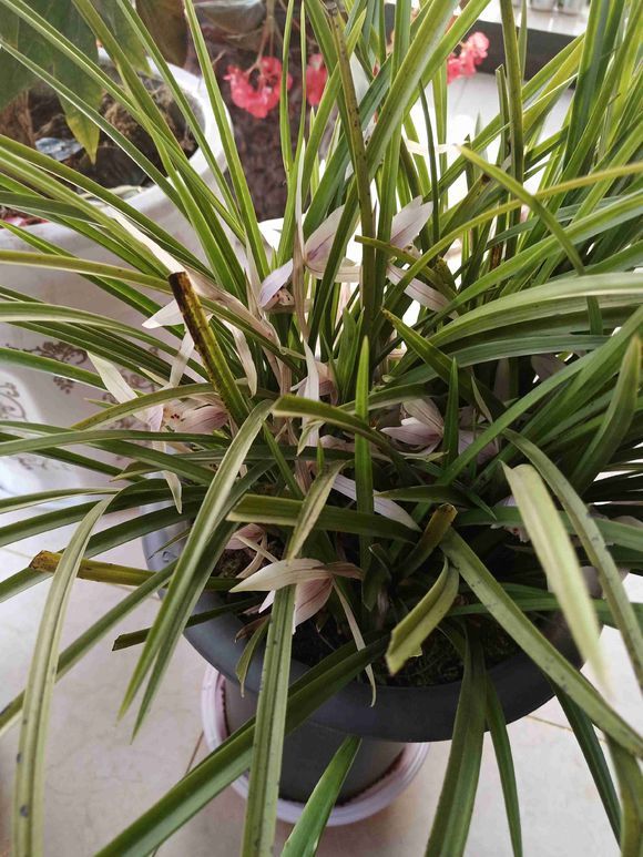 一盆兰花养了10年，苗多叶壮年年开花，兰友出价5000都没卖