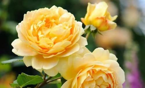 『蓝色风暴』此3中月季,花朵硕大,花色艳丽,花期长,花量大,花枝招展漂亮