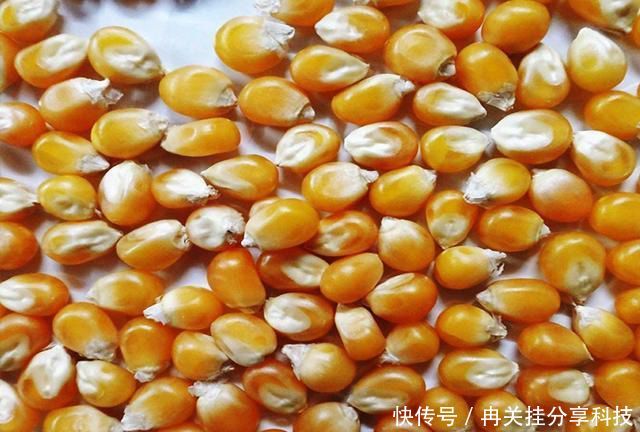  「自制」自制窝料放了1周，打开后被人嘲笑，窝料入水，那些人哑口无言