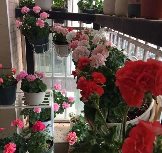  「球老师爱吃薄荷冰淇」封闭阳台养花，防盗窗有大用，1平米也能变花园！