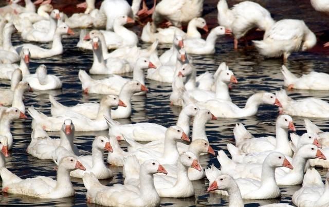  「免疫力」蛋鸭养殖，还是方文养的好，免疫力强产量高