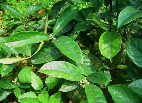  「收益」山西无法种植的一种作物，每亩收益将近3万元，还可与花