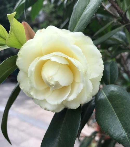 『亮眼』这款茶花“独一无二”,花色金黄亮眼,充满皇室气息,是花中极品